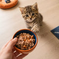 Feeding Your New Kitten Right | Essential Kitten Nutrition eBook | Learn What Food to Start a New Kitten On for Healthy Growth & Happy Mealtimes